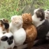 【YouTube】非常可爱的小猫猫