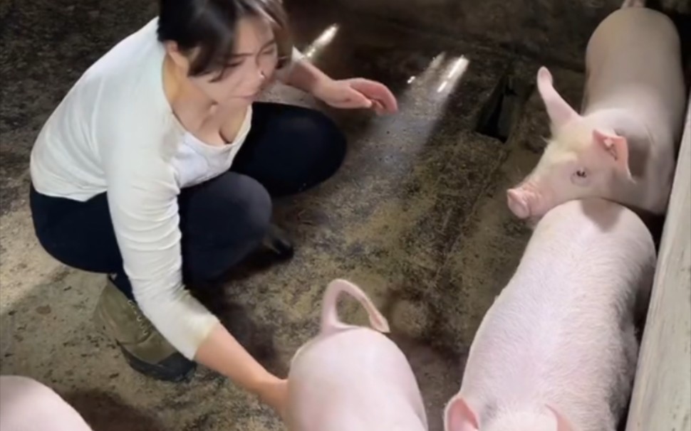Piggy's so hard to catch.