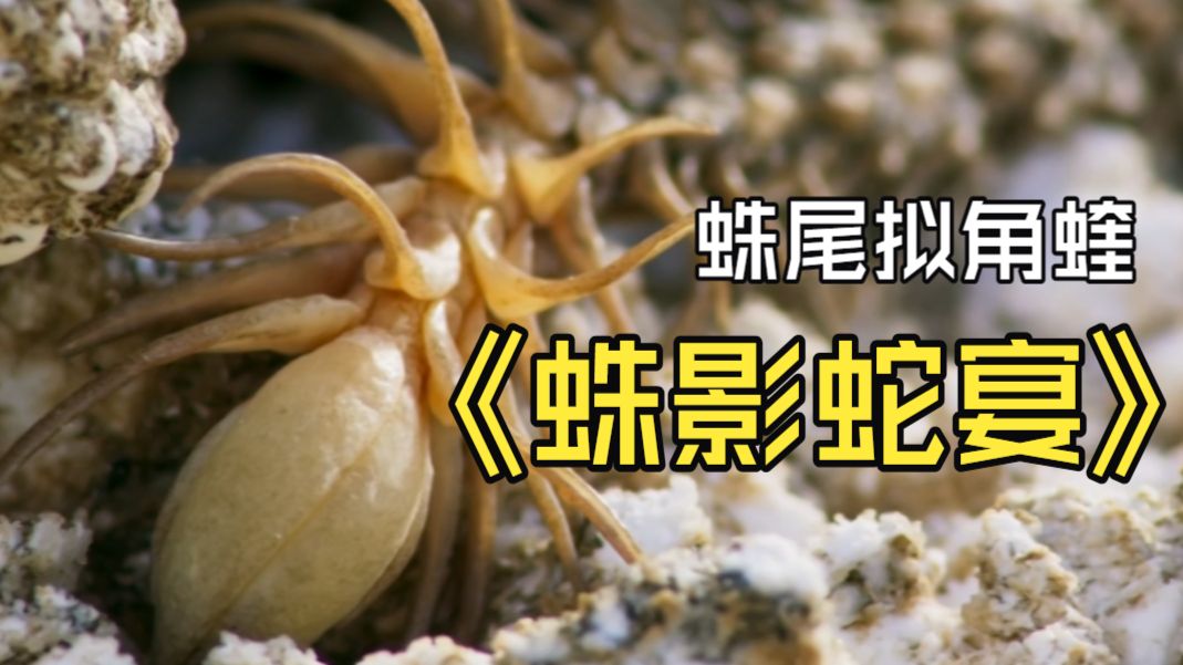 蝰蛇身上的蜘蛛