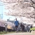 【日本】樱花爱好者们追赶“樱前线”北上饱览各地风光【@日料不是日本料理】