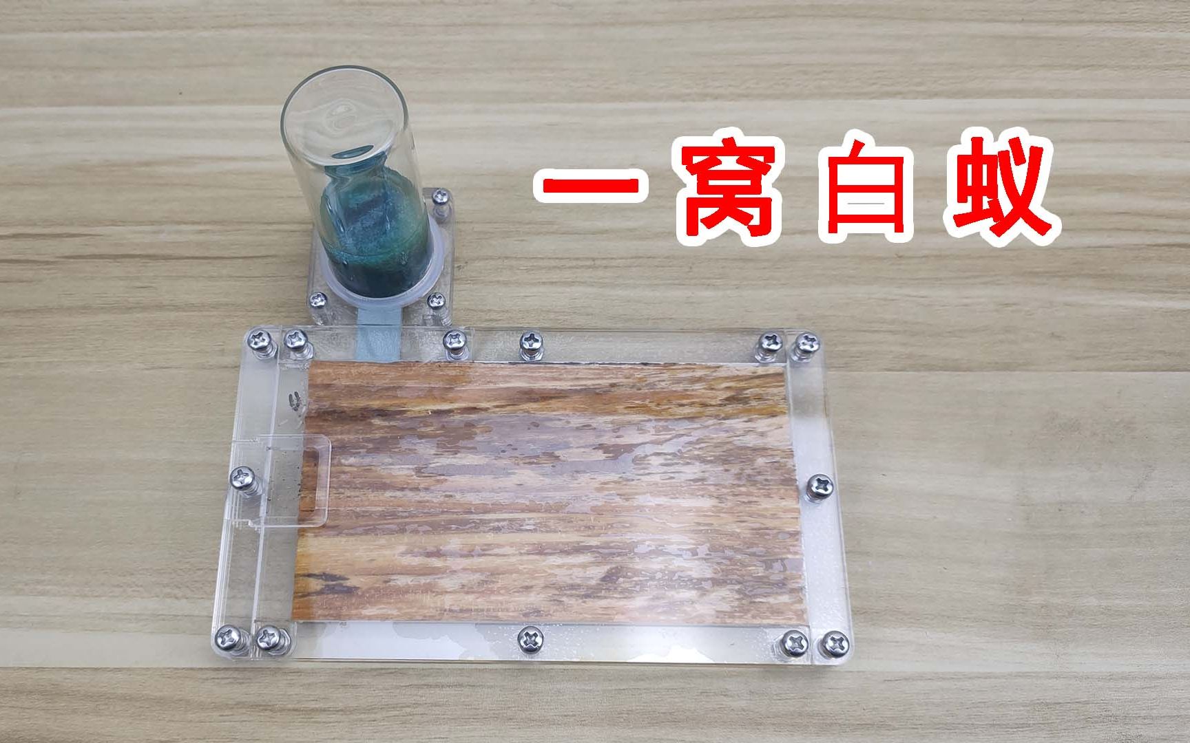 一时好奇！养了一窝白蚁！会不会越狱后咬烂家里的木头？