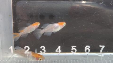 十三鳞怎么鉴别 bad7ed4bdcaff57941d3e6c23da9147d0c897886.jpg@480w_270h_1c