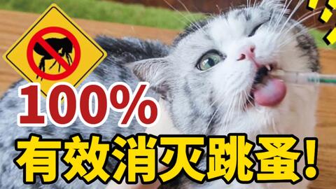 怎么自己在家给猫咪做驱虫 baecd5164e3e5ce4bddb2a9d5f78862a7d00a448.jpg@480w_270h_1c