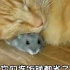 猫咪“不好意思，认错老鼠了”