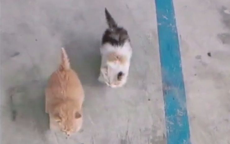 发现两只饿得嗷嗷叫的小野猫，从一开始见到我就跑，现在是直奔我而来，给它俩弄了小垫什么的。# 萌宠 # 小猫崽 #