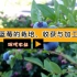 现代农业之——蓝莓的栽培、收获与加工（老王讲糖系列视频）