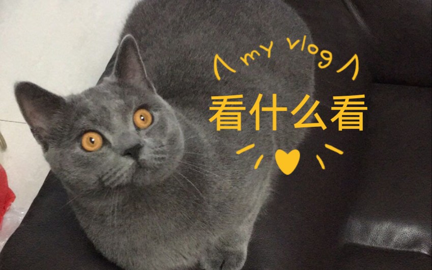 【猫哥】英短蓝猫哔哩哔哩bilibili