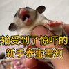 新手养蜜袋鼯入门技巧
