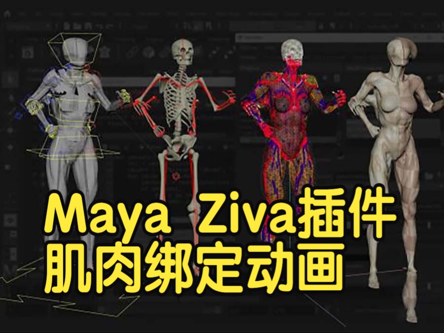 【国语】Maya Ziva插件肌肉绑定动画教程第二套