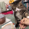 猫：求你了，别吃屎了