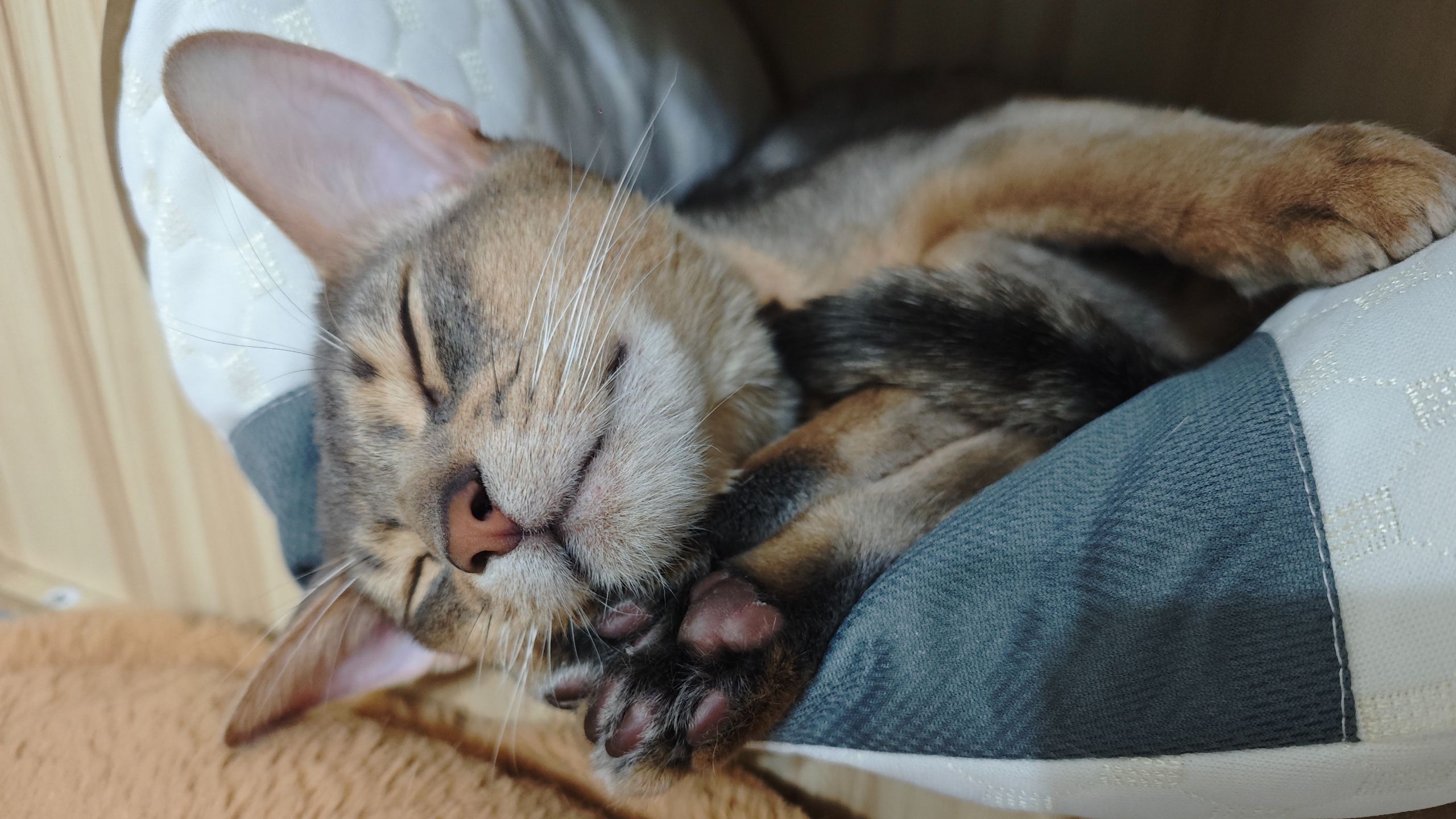 【安全屋】以防你们不知道我的阿比西尼亚猫有多可爱