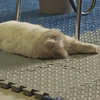 【垂耳兔】猫猫太爽了，好想揉揉