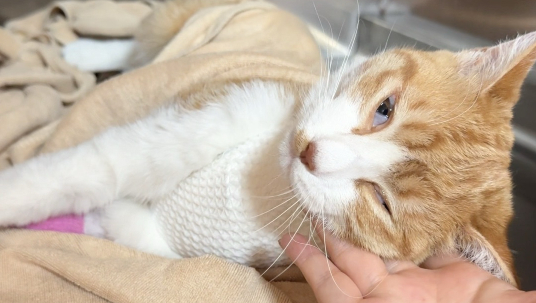 当我和朋友联手做局给猫绝育