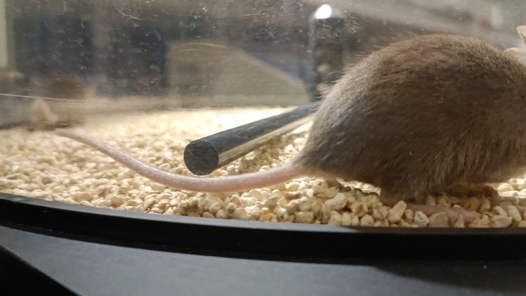 小鼠睡眠剥夺实验