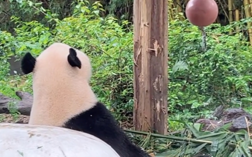 国庆很喜欢爬到床顶上坐，视频来源dy大熊猫三胞胎萌帅酷直播间6.11
