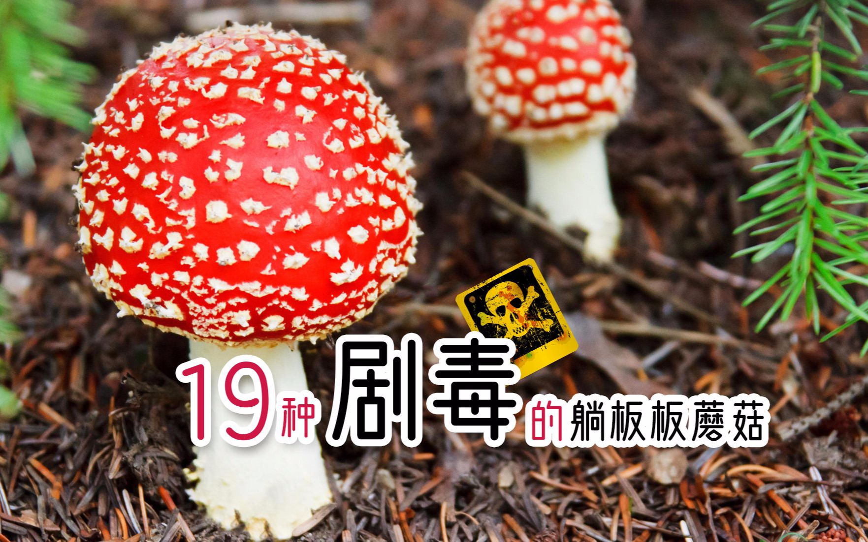 认识毒蘑菇系列1：我国19种能毒死人的剧毒蘑菇图鉴及特征，鹅膏属环柄菇属红菇属和沟褶菌属