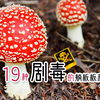 认识毒蘑菇系列1：我国19种能毒死人的剧毒蘑菇图鉴及特征，鹅膏属环柄菇属红菇属和沟褶菌属