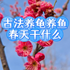 别着急买龟，不要给乌龟出眠，这件事才是春季养龟最应该做的事情！春天养龟方法和注意事项视频教程，鸫龟先生火山石古法生态缸养龟养鱼视频教学，春季养龟要点提示视频教程