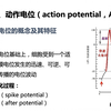 生理 细胞的基本功能 细胞的生物电 动作电位及兴奋性
