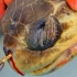 5个事实告诉你海洋污染对海龟的伤害