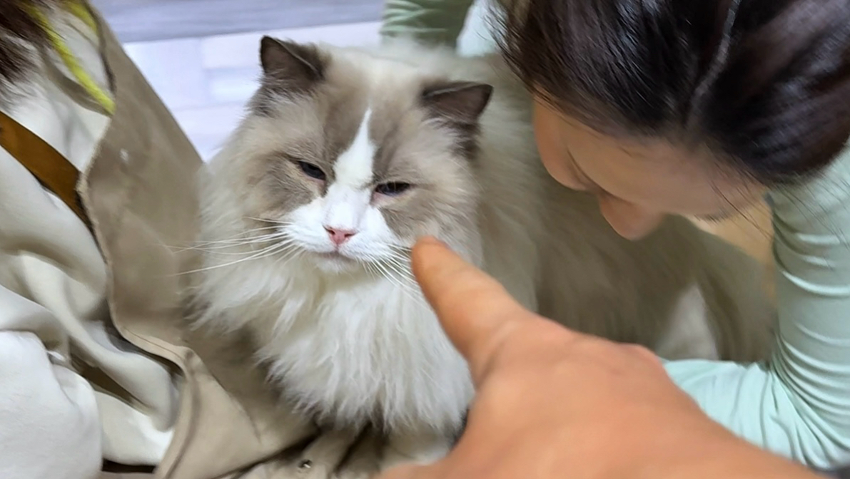 《猫咖潜规则》
