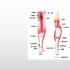 系统解剖学-下肢肌之小腿肌