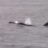【虎鲸】2018观鲸实拍，座头鲸、虎鲸、原海豚纷纷出镜