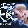 江西大鲵——世界新种大鲵发现始末