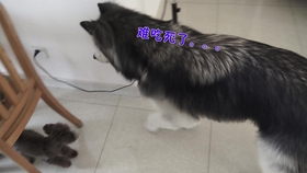 bc2684f69d2cf6715dad4b976227cae445d46a6b.jpg@280w_158h_1c_100q.jpg