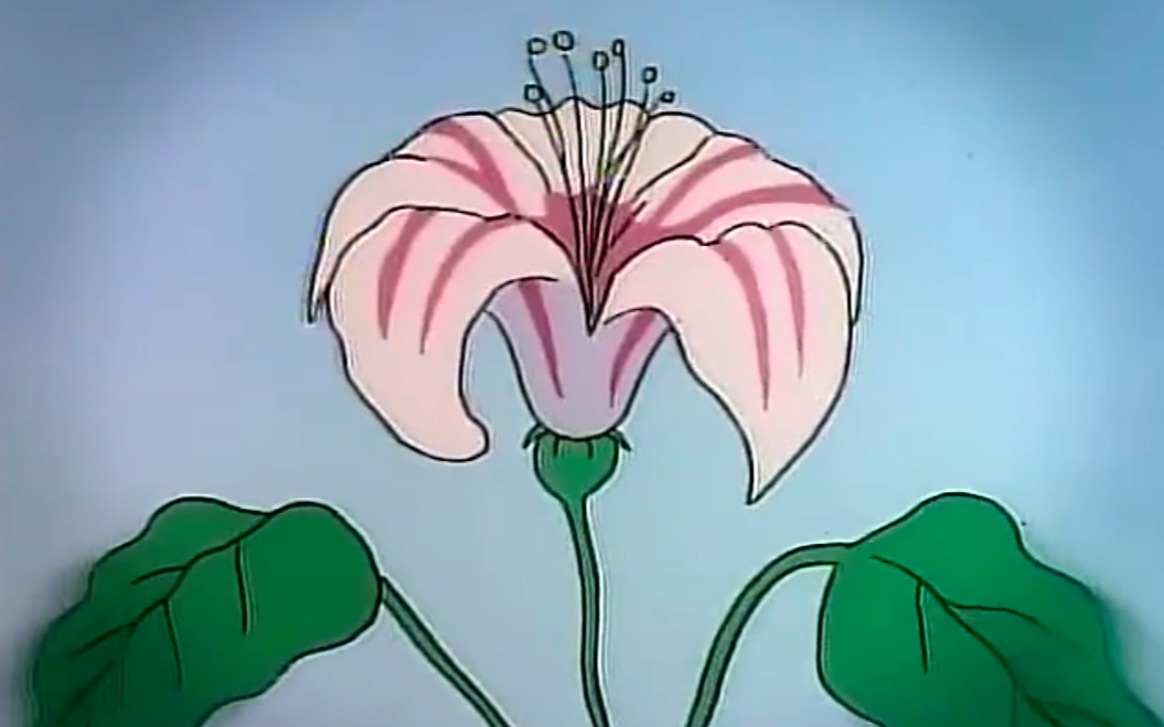 神奇校车双语字幕ep11细看种子