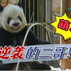 萌二的故事：上有哥哥萌大，下有弟弟萌兰，可爱的二小子萌二是如何收获粉丝芳心，成为飞云的绯闻对象的