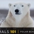 国家地理，polar bears
