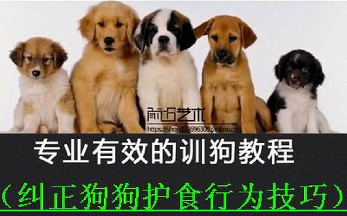 狗狗护食行为的纠正办法教程