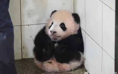 【大熊猫胖大海】panda hi 的网红之路_动物圈_生活_哔哩哔哩