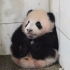 【大熊猫胖大海】panda hi 的网红之路