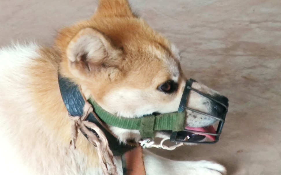 被禁言了吧