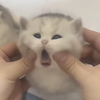 “小奶猫的可爱瞬间