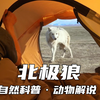 北极狼父亲粗心大意把小儿子弄丢了，狼妈妈焦急地寻找儿子下落