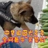 全网最牛“买菜狗”，为中华田园犬点赞！！