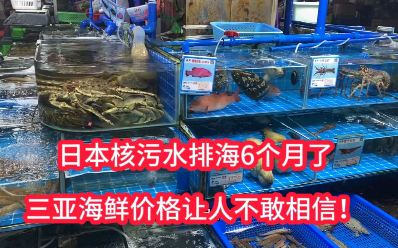 日本核污水排海6个月了🦞，三亚海鲜价格让人不敢相信！