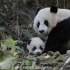 【大熊猫纪录片】 【大熊猫野化放归】森林之子的回归