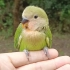 家里的绿桃鹦鹉雏鸟越来越黏人了，在户外一召唤就向主人飞奔而来