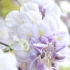 小离殊给三月的紫藤花，我要你们全都有！