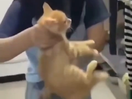 原来哈集美也爱猫