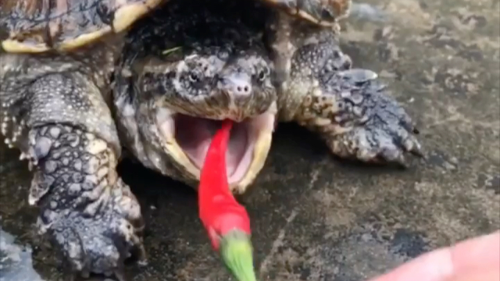 给乌龟喂了一只小辣椒