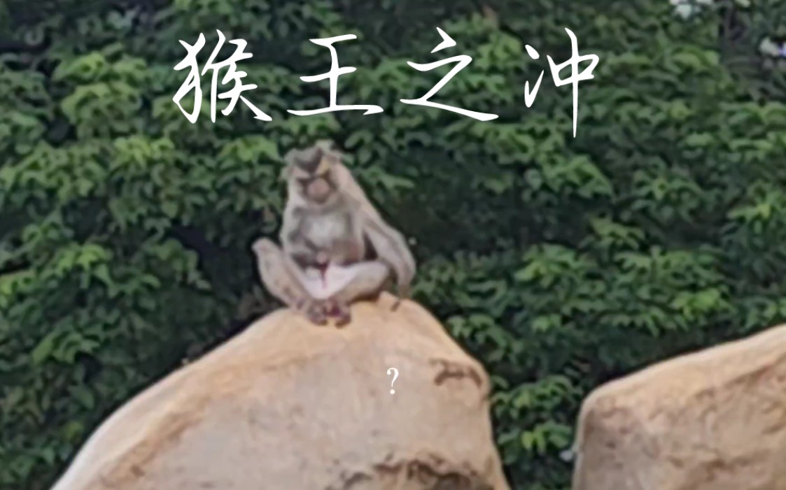 关于我在广州动物园碰见猴子打✈️这件事