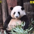 【大熊猫和花】花花受到超高的关注其实有好也有坏，游客太多对熊猫没好处，同时很多粉丝关注