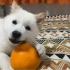 修狗不可能这么可爱「白土松橘子」