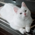 9「喵咪」 喵星人4k素材 缓解压力、抑郁症  空镜头 猫咪素材