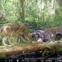 隐藏相机拍摄森林里的小水池，有多少动物喜欢走独木桥？